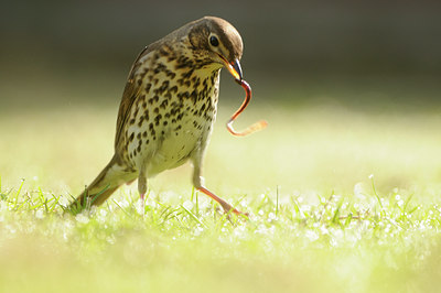 BUITEN BEELD Foto: 119639