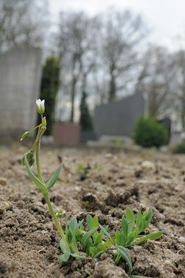 BUITEN BEELD Foto: 119648