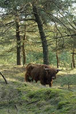 BUITEN BEELD Foto: 119660