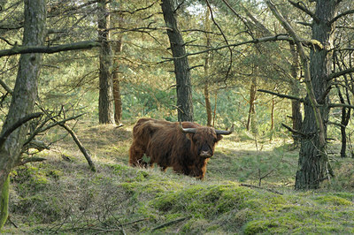 BUITEN BEELD Foto: 119663