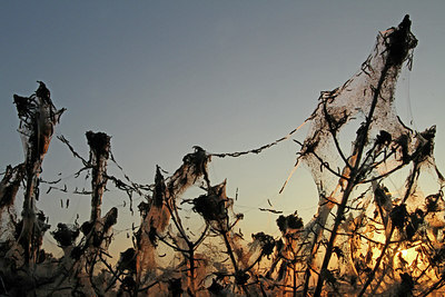 BUITEN BEELD Foto: 119700