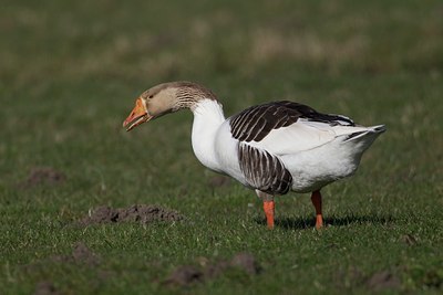BUITEN BEELD Foto: 119764