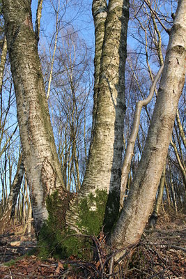 BUITEN BEELD Foto: 119962