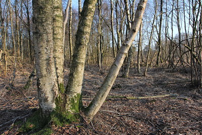 BUITEN BEELD Foto: 119964