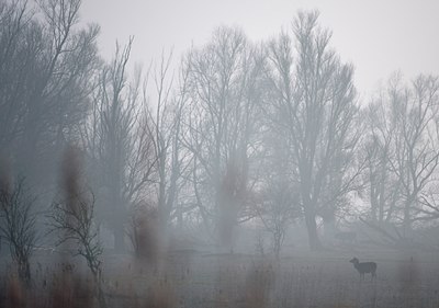 BUITEN BEELD Foto: 119985