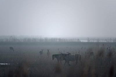 BUITEN BEELD Foto: 119986