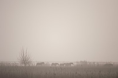 BUITEN BEELD Foto: 119987