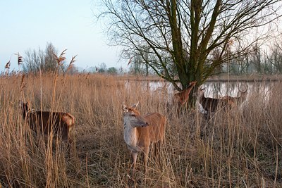 BUITEN BEELD Foto: 119993