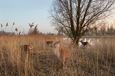 BUITEN BEELD Foto: 119994