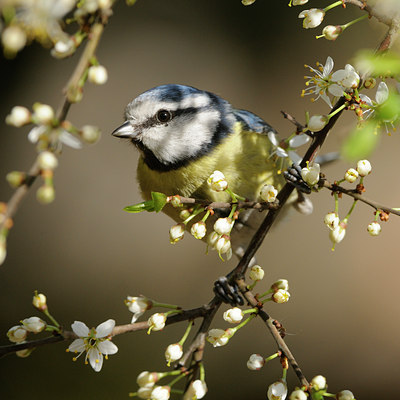 BUITEN BEELD Foto: 120113