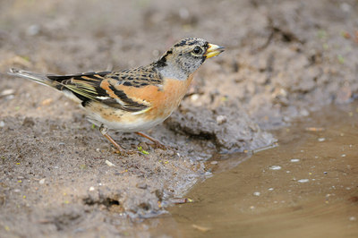 BUITEN BEELD Foto: 120119