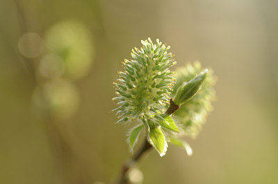 BUITEN BEELD Foto: 120130