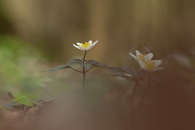 BUITEN BEELD Foto: 120289