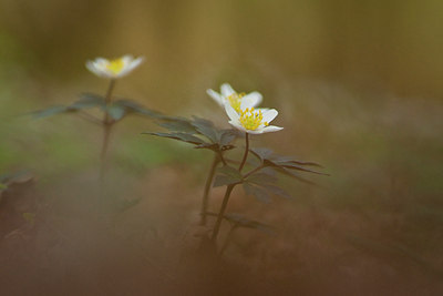BUITEN BEELD Foto: 120291