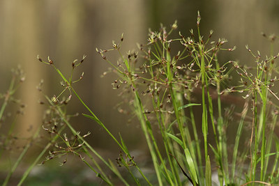 BUITEN BEELD Foto: 120294