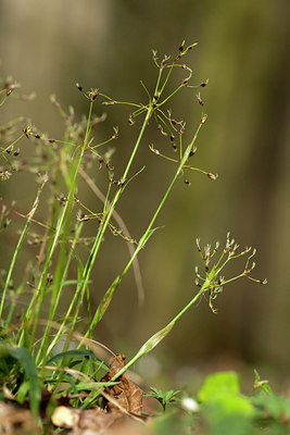 BUITEN BEELD Foto: 120296