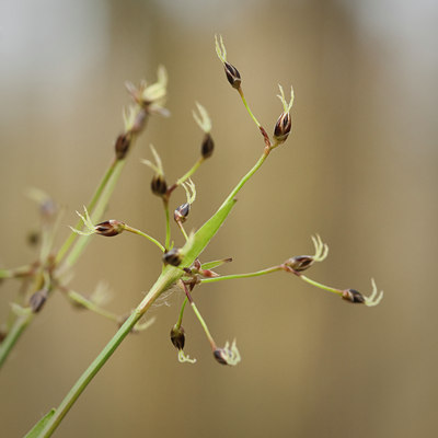 BUITEN BEELD Foto: 120298