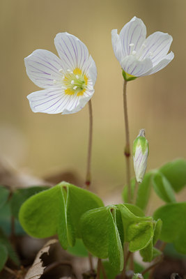 BUITEN BEELD Foto: 120314