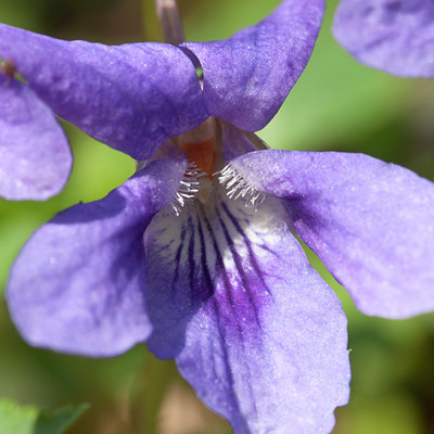 BUITEN BEELD Foto: 120332