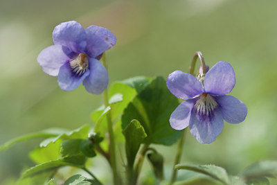 BUITEN BEELD Foto: 120337