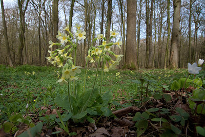 BUITEN BEELD Foto: 120350
