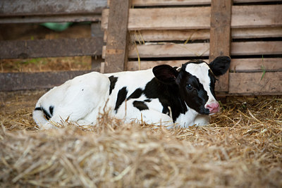 BUITEN BEELD Foto: 120387