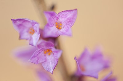 BUITEN BEELD Foto: 120449