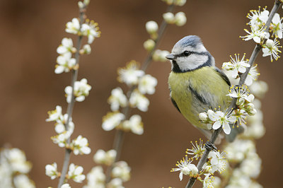 BUITEN BEELD Foto: 120451