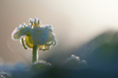 BUITEN BEELD Foto: 120468