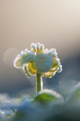 BUITEN BEELD Foto: 120469