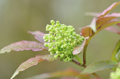 BUITEN BEELD Foto: 120485