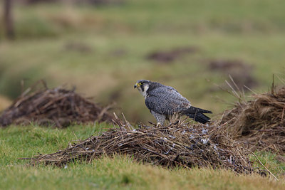 BUITEN BEELD Foto: 120511