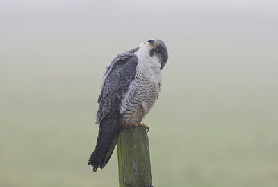 BUITEN BEELD Foto: 120513
