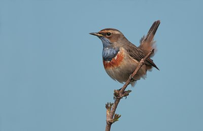 BUITEN BEELD Foto: 120528
