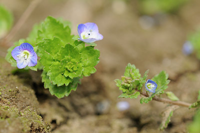 BUITEN BEELD Foto: 120529