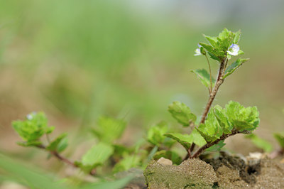 BUITEN BEELD Foto: 120533