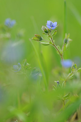 BUITEN BEELD Foto: 120537