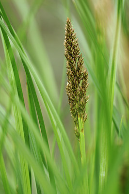 BUITEN BEELD Foto: 120545
