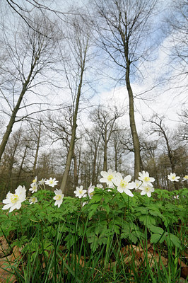 BUITEN BEELD Foto: 120547