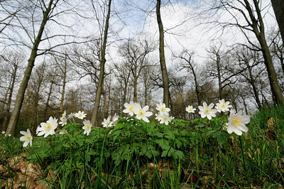 BUITEN BEELD Foto: 120548