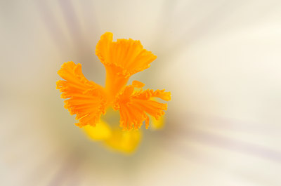 BUITEN BEELD Foto: 120588
