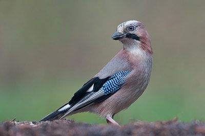 BUITEN BEELD Foto: 120595