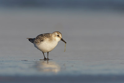 BUITEN BEELD Foto: 120599