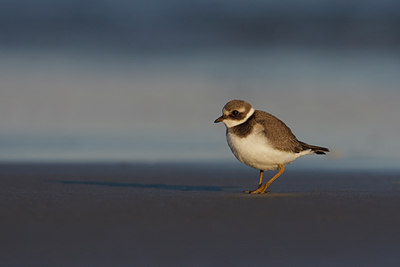 BUITEN BEELD Foto: 120609
