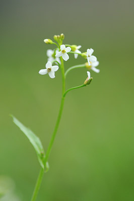 BUITEN BEELD Foto: 120830
