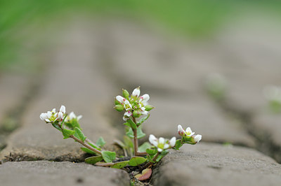 BUITEN BEELD Foto: 120837
