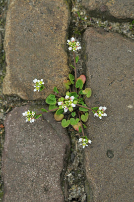 BUITEN BEELD Foto: 120838