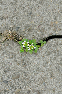BUITEN BEELD Foto: 120840