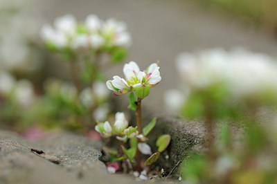 BUITEN BEELD Foto: 120841