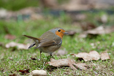 BUITEN BEELD Foto: 120844